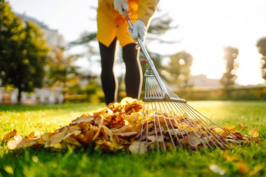Çimlerden düşen yaprakları topluyorum. Bahçedeki düşen yaprakları temizliyorum. Düşen yaprakların çimlerini temizlemek için metal yelpaze tırmığı kullanıyor..