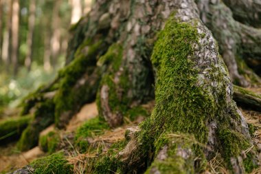 Ormandaki kökler aşırı büyümüş yeşil yosunlarla kaplı, kayaların üzerinde sürünüyor. Sonbahar manzarası, orman parlak renkler. 