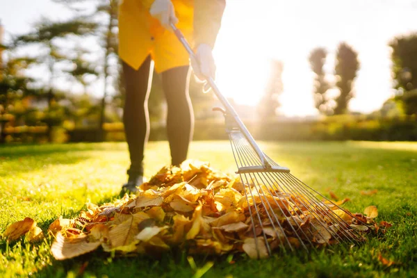 Raking fallen leaves from the lawn. Cleaning up fallen leaves in the garden. Using a metal fan rake to clean the lawn from fallen leaves.