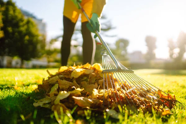 Rastrillando Hojas Caídas Del Césped Limpiando Las Hojas Caídas Jardín —  Fotos de Stock