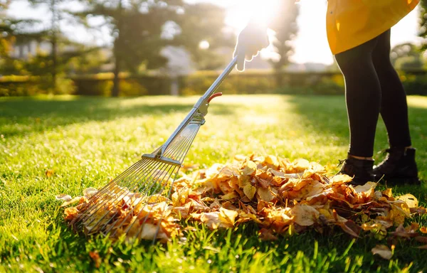 Raking fallen leaves from the lawn. Cleaning up fallen leaves in the garden. Using a metal fan rake to clean the lawn from fallen leaves.