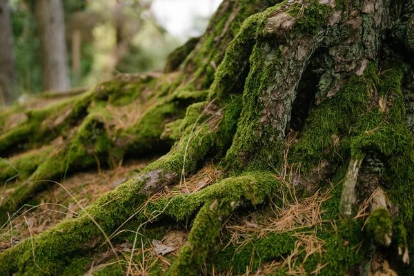 Ormandaki kökler aşırı büyümüş yeşil yosunlarla kaplı, kayaların üzerinde sürünüyor. Sonbahar manzarası, orman parlak renkler. 