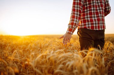 Dikenlerin dokunduğu buğday tarlasında Sırtı İzleyiciye Dönen Adam 'ın muhteşem manzarası. Tarım sektörü kavramı.