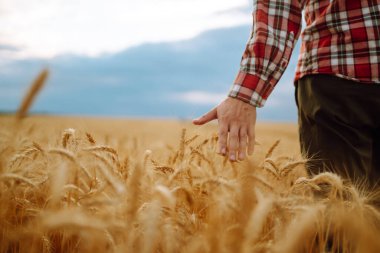Dikenlerin dokunduğu buğday tarlasında Sırtı İzleyiciye Dönen Adam 'ın muhteşem manzarası. Tarım sektörü kavramı.