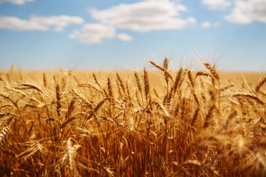 Buğday tarlası. Altın buğday kulakları yakın mesafede.