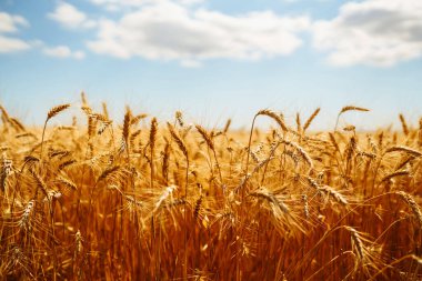 Buğday tarlası. Altın buğday kulakları yakın mesafede.