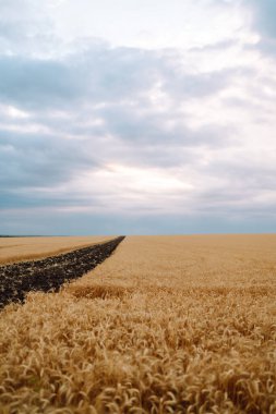 Buğday tarlası. Altın buğday kulakları yakın mesafede.
