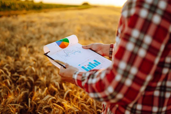 Contadino Campo Grano Con Una Tavoletta Mano Agricoltura Giardinaggio Ecologia — Foto Stock