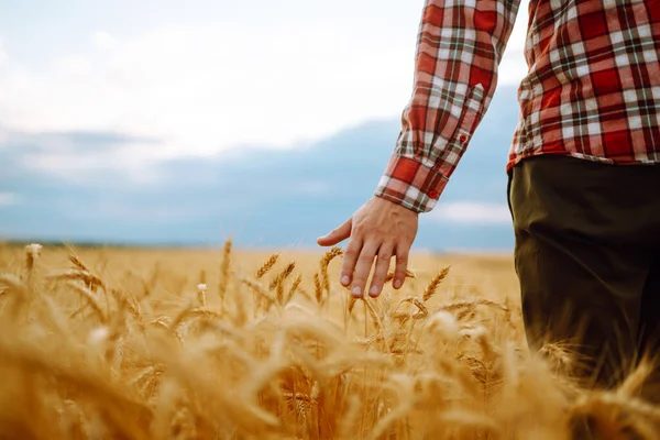 槍の手で触れる小麦粉のフィールドのビューアに背中を持つ男と素晴らしい景色 農業事業の概念 — ストック写真