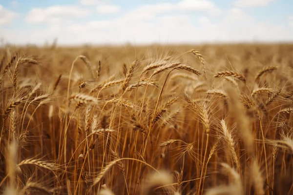 Wheat Field Ears Golden Wheat Close — Stock Photo, Image