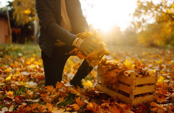 Мужская Рука Собирает Складывает Опавшие Осенние Листья Добровольчество Чистка Экология — стоковое фото