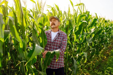 Yeşil tarlada dikilen çiftçi elinde mısır yaprağıyla mısır tarlasını analiz ediyor. Büyüyen doğa hasadı. Tarım çiftliği.