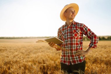 Çiftçi buğday tarlasını kontrol ediyor, tableti internet kullanarak tutuyor. Akıllı tarım ve dijital tarım.