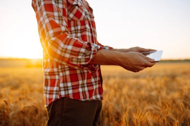 Çiftçi buğday tarlasını kontrol ediyor, tableti internet kullanarak tutuyor. Akıllı tarım ve dijital tarım.
