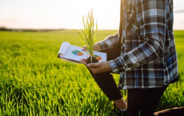 Young wheat sprout in the hands of a farmer. Agriculture, gardening or ecology concept.
