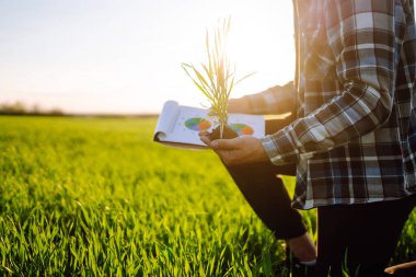 Young wheat sprout in the hands of a farmer. Agriculture, gardening or ecology concept.