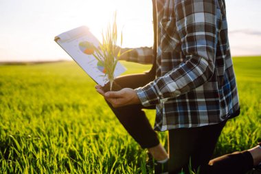 Young wheat sprout in the hands of a farmer. Agriculture, gardening or ecology concept.