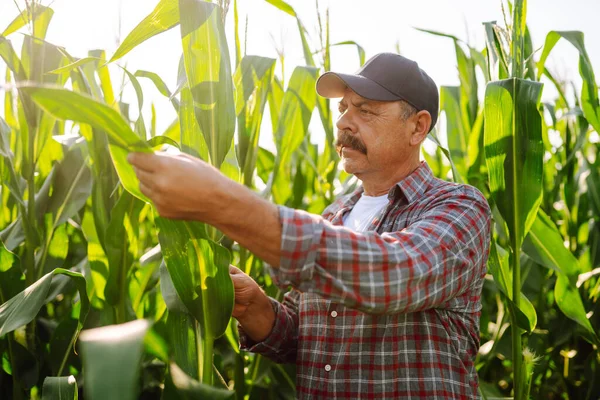 Farmer  standing in green field, holding corn leaf in hands and analyzing maize crop. Growth nature harvest. Agriculture farm.