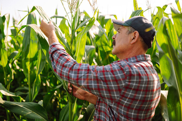 Farmer  standing in green field, holding corn leaf in hands and analyzing maize crop. Growth nature harvest. Agriculture farm.