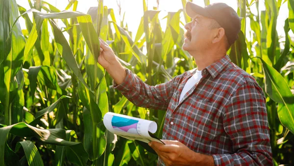 Agricultor Campo Verde Segurando Folha Milho Nas Mãos Analisando Cultura — Fotografia de Stock