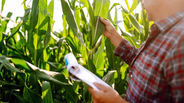 Farmer  standing in green field, holding corn leaf in hands and analyzing maize crop. Growth nature harvest. Agriculture farm.
