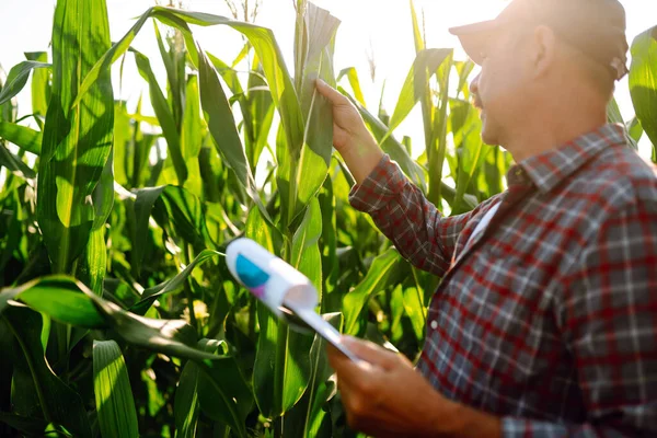 Agricultor Campo Verde Segurando Folha Milho Nas Mãos Analisando Cultura — Fotografia de Stock