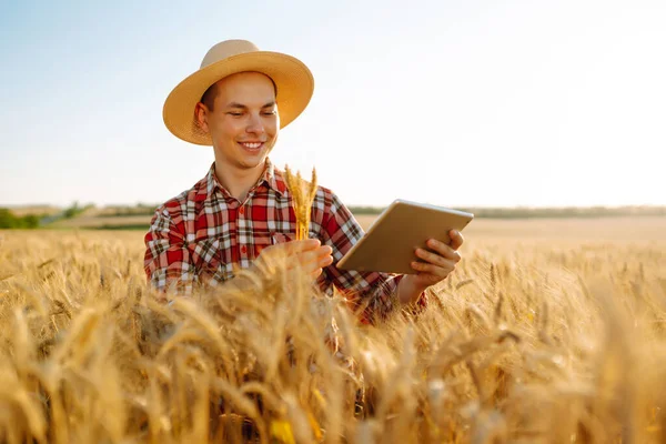 Farmer Checking Wheat Field Progress Holding Tablet Using Internet Smart — Stock Photo, Image