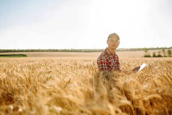 Farmer Checking Wheat Field Progress Holding Tablet Using Internet Smart — Stock Photo, Image