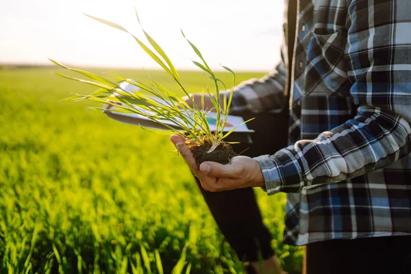 Young Wheat Sprout Hands Farmer Agriculture Gardening Ecology Concept — Stok fotoğraf