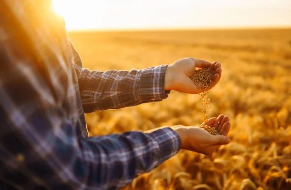 Mani Degli Agricoltori Versano Grano Nel Campo Mano Mano Agricoltura — Foto Stock