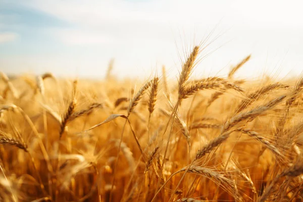 Guldvetefält Tillväxt Natur Skörd Jordbruksföretag — Stockfoto