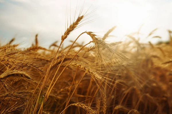 Guldvetefält Tillväxt Natur Skörd Jordbruksföretag — Stockfoto