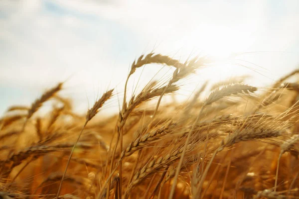 Gold wheat field. Growth nature harvest. Agriculture farm.