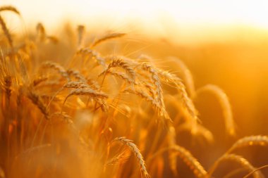 Gün batımında bir tarlada buğday filizleri