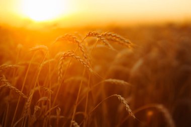 Gün batımında bir tarlada buğday filizleri