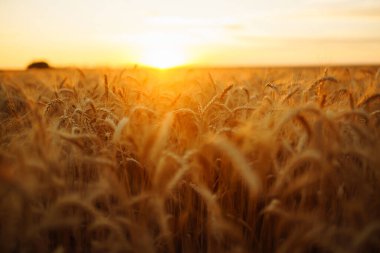Gün batımında bir tarlada buğday filizleri