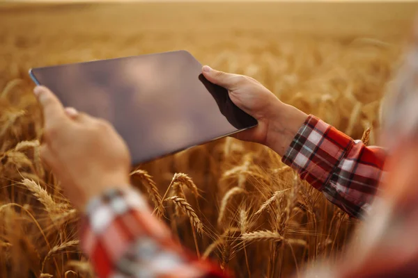 Smart farm. Farmer with tablet in the field. Agriculture, gardening or ecology concept.