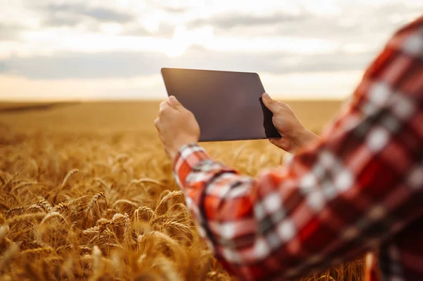 Mądra Farma Farmer Tabletkami Terenie Koncepcja Rolnictwa Ogrodnictwa Lub Ekologii — Zdjęcie stockowe