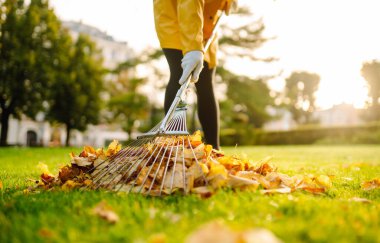 Sonbahar bahçesindeki yaprakların çıkarılması. Sonbahar parkında çimenlikte yaprakları tırmıkla ve yığınla. Gönüllü olmak, temizlik ve ekoloji kavramı. 