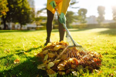 Sonbahar bahçesindeki yaprakların çıkarılması. Sonbahar parkında çimenlikte yaprakları tırmıkla ve yığınla. Gönüllü olmak, temizlik ve ekoloji kavramı. 