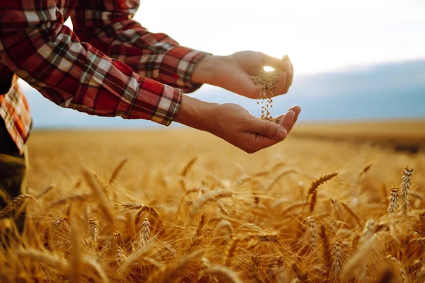 Руки Фермеров Выливают Зерно Поле Рук Руки Сельскохозяйственный Бизнес — стоковое фото