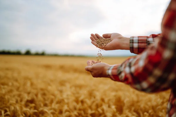農家の手は手から手に穀物をフィールドに注ぐ 農業事業 — ストック写真