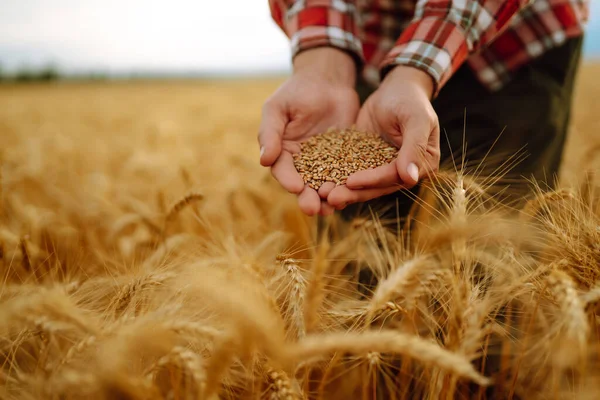 Las Manos Los Agricultores Vierten Grano Campo Mano Mano Sector —  Fotos de Stock