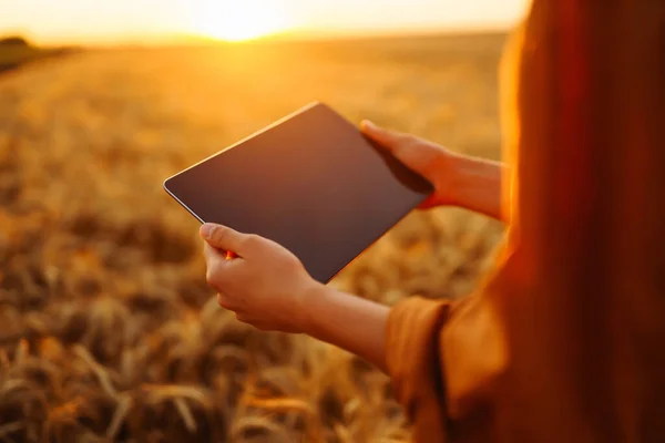 Tablet in the female hands of a farmer.  Checking his crops on an agricultural field. Smart farm and digital agriculture.