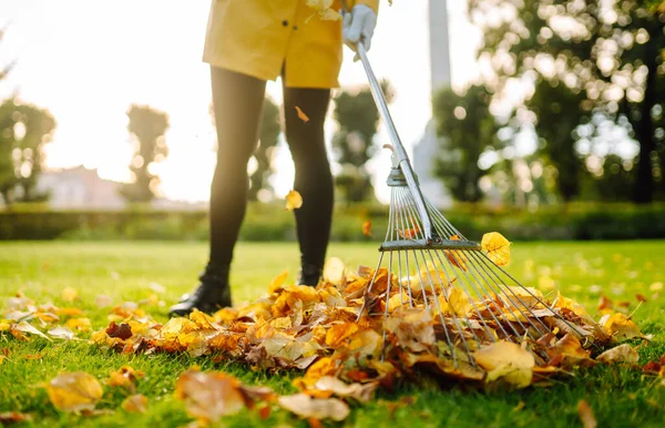 Rimozione Delle Foglie Nel Giardino Autunnale Rake Mucchio Foglie Cadute — Foto Stock