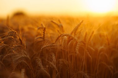 Altın buğday kulakları gün batımında kapanır. Olgunlaşan manzara kulaklarının yaz arkaplanı.