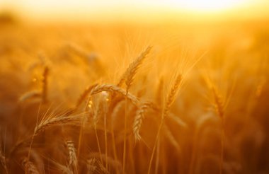 Altın buğday kulakları gün batımında kapanır. Olgunlaşan manzara kulaklarının yaz arkaplanı.