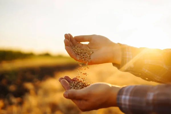 小麦畑で小麦の粒を一握り保持する農家のクローズアップの手 豊富な収穫 — ストック写真