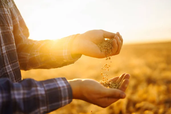 Hands Farmer Close Holding Handful Wheat Grains Wheat Field Багаті — стокове фото