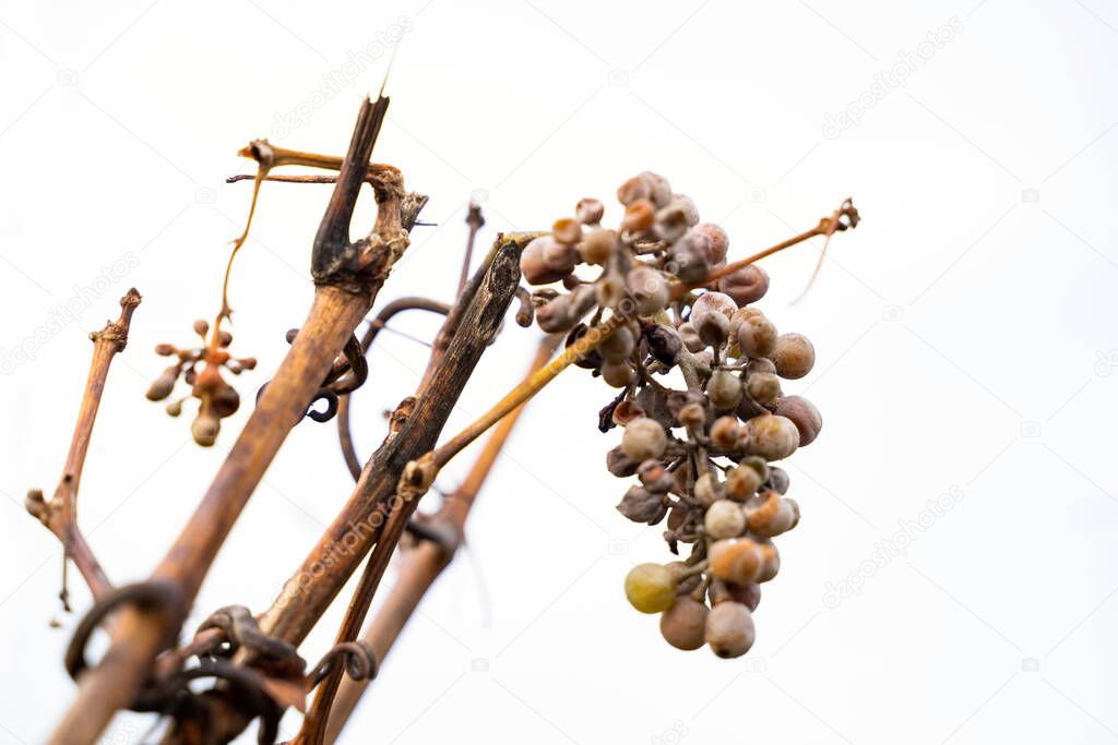 Close up of old dried white vine grapes on white background of cloudy sky